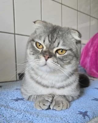 Leo, male mixed breed for adoption at Tierheim Herne-Wanne, Herne
