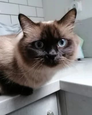 Lilli mit Sohn Paul, female 3yo Birman for adoption at Tierheim Herne-Wanne, Herne