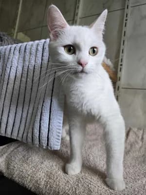 Lilou, female European Shorthair for adoption at Tierheim Herne-Wanne, Herne