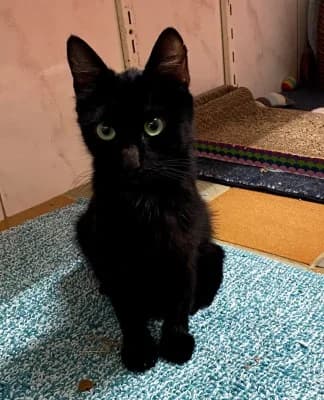 Lisa, female European Shorthair for adoption at Tierheim Herne-Wanne, Herne