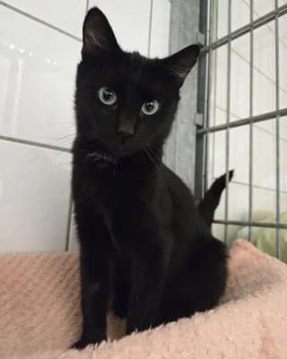 Lisa, female European Shorthair for adoption at Tierheim Herne-Wanne, Herne