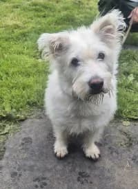 Louis, male senior Mixed Breed for adoption at Tierheim Herne-Wanne, Herne
