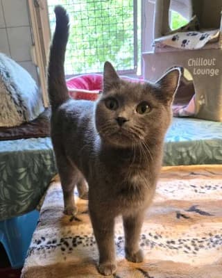 Lucy (nur mit Thomas), female British Shorthair for adoption at Tierheim Herne-Wanne, Herne