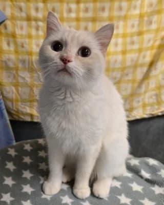Lulu, female 4yo British Shorthair for adoption at Tierheim Herne-Wanne, Herne