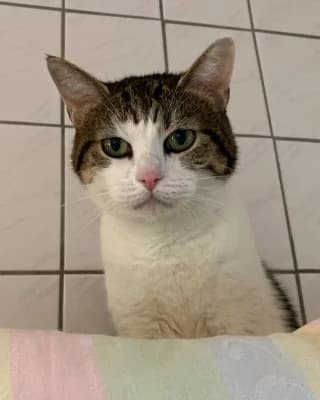 Lulu, female 4yo European Shorthair for adoption at Tierheim Herne-Wanne, Herne