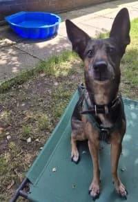 Luna, female senior German Shepherd for adoption at Tierheim Herne-Wanne, Herne