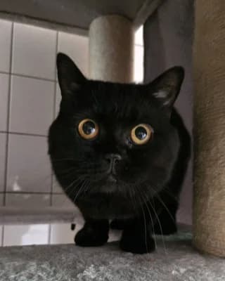 Lunas, female British Shorthair for adoption at Tierheim Herne-Wanne, Herne