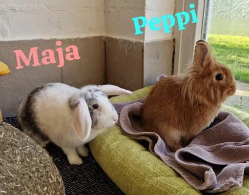 Maja und Peppi, male mixed breed for adoption at Tierheim Herne-Wanne, Herne