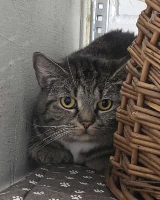 Malou (nur mit Minka), male European Shorthair for adoption at Tierheim Herne-Wanne, Herne