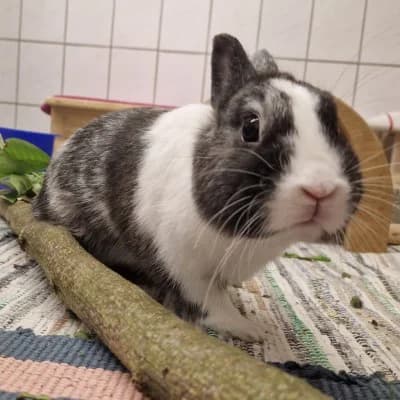 Micky, male mixed breed for adoption at Tierheim Herne-Wanne, Herne