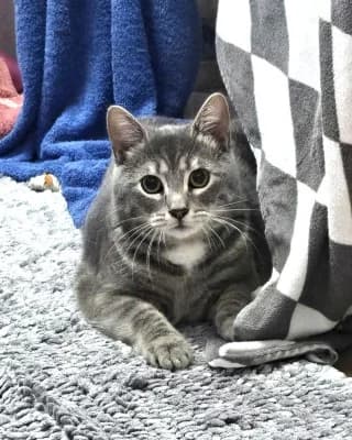 Milo, male British Shorthair for adoption at Tierheim Herne-Wanne, Herne