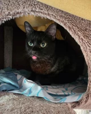 Mimisch (nur mit Minos), male European Shorthair for adoption at Tierheim Herne-Wanne, Herne