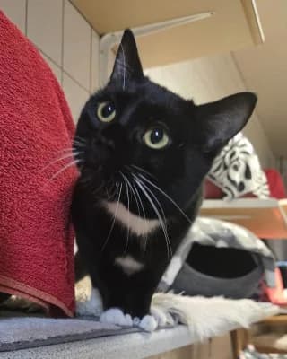 Mimisch (nur mit Minos), female European Shorthair for adoption at Tierheim Herne-Wanne, Herne