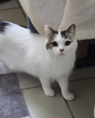 Minka (mit Balou), female young European Shorthair for adoption at Tierheim Herne-Wanne, Herne