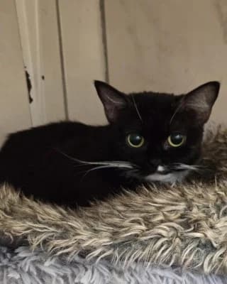 Minka (nur mit Malou), female European Shorthair for adoption at Tierheim Herne-Wanne, Herne