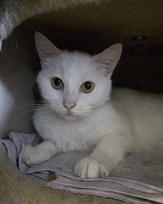 Minos (nur mit Mimisch), male European Shorthair for adoption at Tierheim Herne-Wanne, Herne