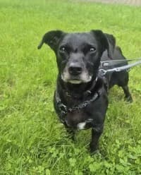 Mirko, male 7yo Dachshund for adoption at Tierheim Herne-Wanne, Herne