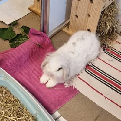 Mr. Bonny, male mixed breed for adoption at Tierheim Herne-Wanne, Herne