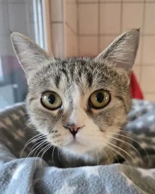 Nala (nur mit Nunu), female European Shorthair for adoption at Tierheim Herne-Wanne, Herne