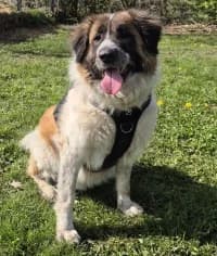 Nele, female Saint Bernard for adoption at Herne