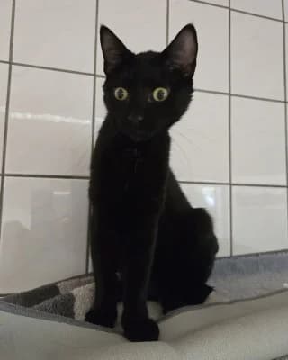 Nero, male European Shorthair for adoption at Tierheim Herne-Wanne, Herne