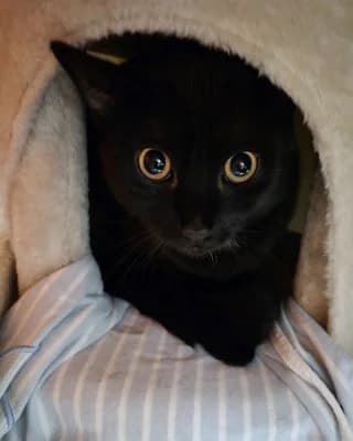 Nunu (nur mit Nala), male European Shorthair for adoption at Tierheim Herne-Wanne, Herne