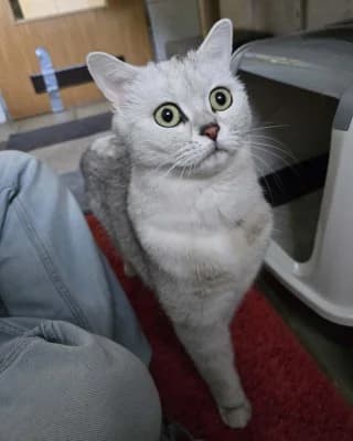 Oreo (nur mit Wilson), male British Shorthair for adoption at Tierheim Herne-Wanne, Herne
