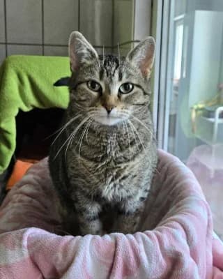 Paola, female 7yo European Shorthair for adoption at Tierheim Herne-Wanne, Herne