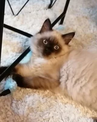 Paul mit Mama Lilli, male puppy Birman for adoption at Tierheim Herne-Wanne, Herne