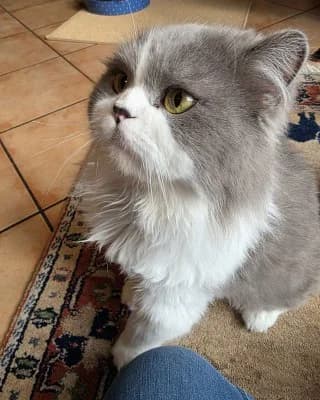Percy, male Persian for adoption at Tierheim Herne-Wanne, Herne