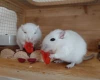 Rennmäuse, young mixed breed for adoption at Tierheim Herne-Wanne, Herne