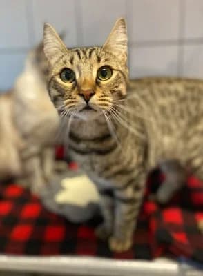 Rocky (nur mit Simba), male European Shorthair for adoption at Tierheim Herne-Wanne, Herne