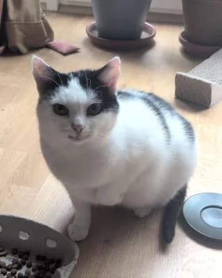 Rosie, female puppy European Shorthair for adoption at Tierheim Herne-Wanne, Herne