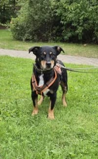 Ruben, male 4yo Mixed Breed for adoption at Tierheim Herne-Wanne, Herne