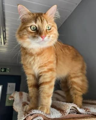 Simba, male mixed breed for adoption at Tierheim Herne-Wanne, Herne