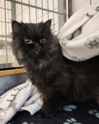 Simba, male Persian for adoption at Tierheim Herne-Wanne, Herne