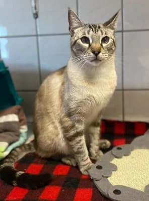 Simba (nur mit Rocky), male Mixed Breed for adoption at Tierheim Herne-Wanne, Herne