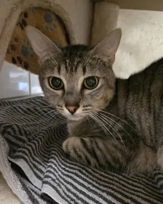 Speedy, male European Shorthair for adoption at Tierheim Herne-Wanne, Herne