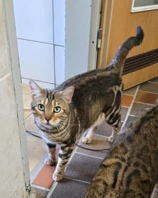 Taya (nur mit Sky), female Bengal for adoption at Tierheim Herne-Wanne, Herne