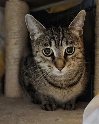 Tigris, female European Shorthair for adoption at Tierheim Herne-Wanne, Herne