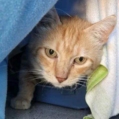 Toffee, male European Shorthair for adoption at Tierheim Herne-Wanne, Herne