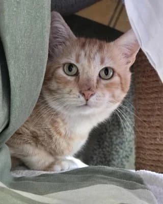 Toffee, male European Shorthair for adoption at Tierheim Herne-Wanne, Herne