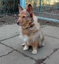 Zarina, female Mixed Breed for adoption at Herne