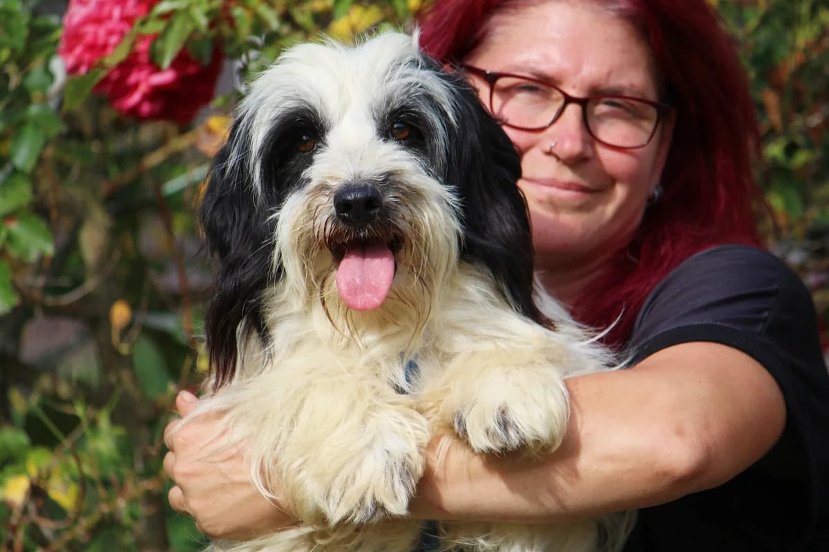 Aki, male 5yo Mixed Breed for adoption at Tierheim Herzsprung