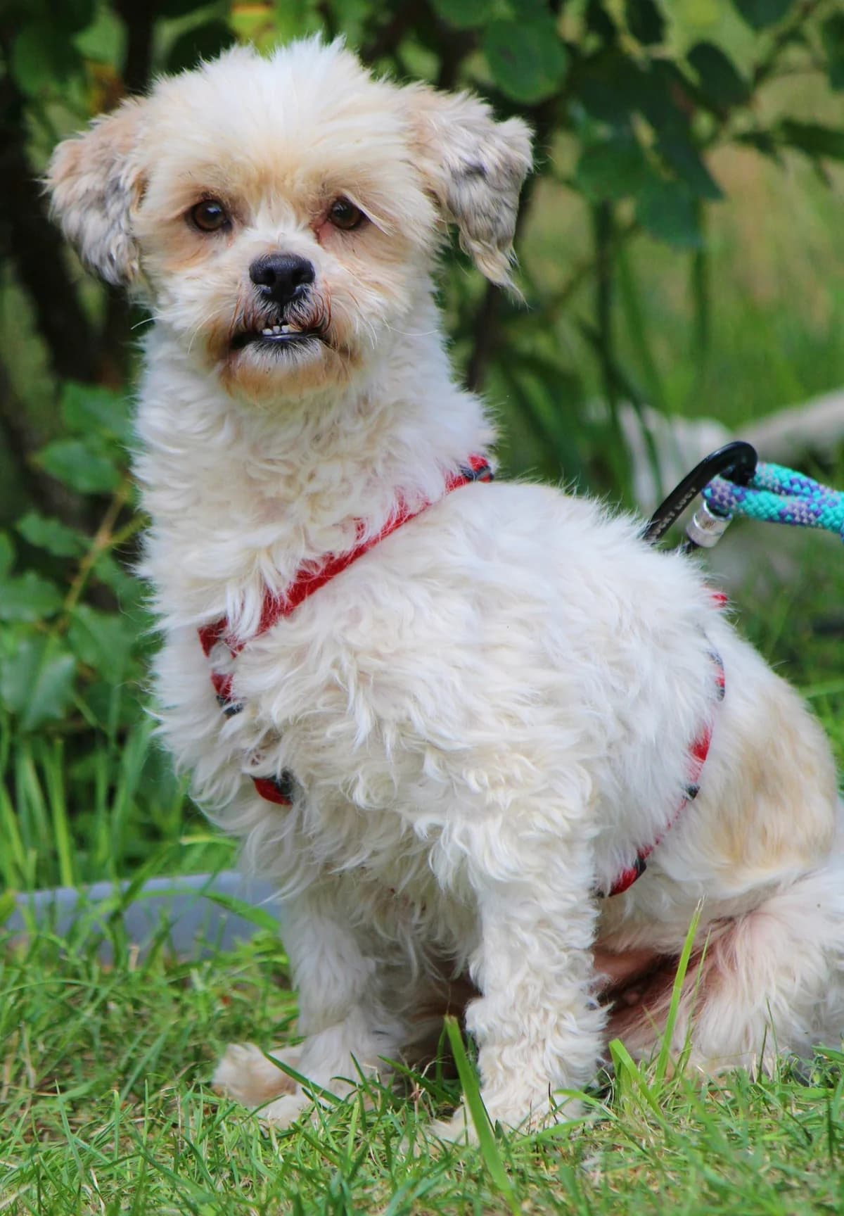 Alma, female young Mixed Breed for adoption at Tierheim Herzsprung