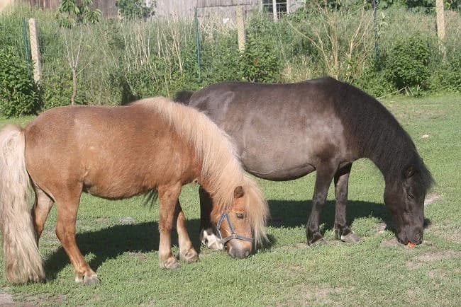 Blace & Annabelle, braun female mixed breed for adoption at Tierheim Herzsprung