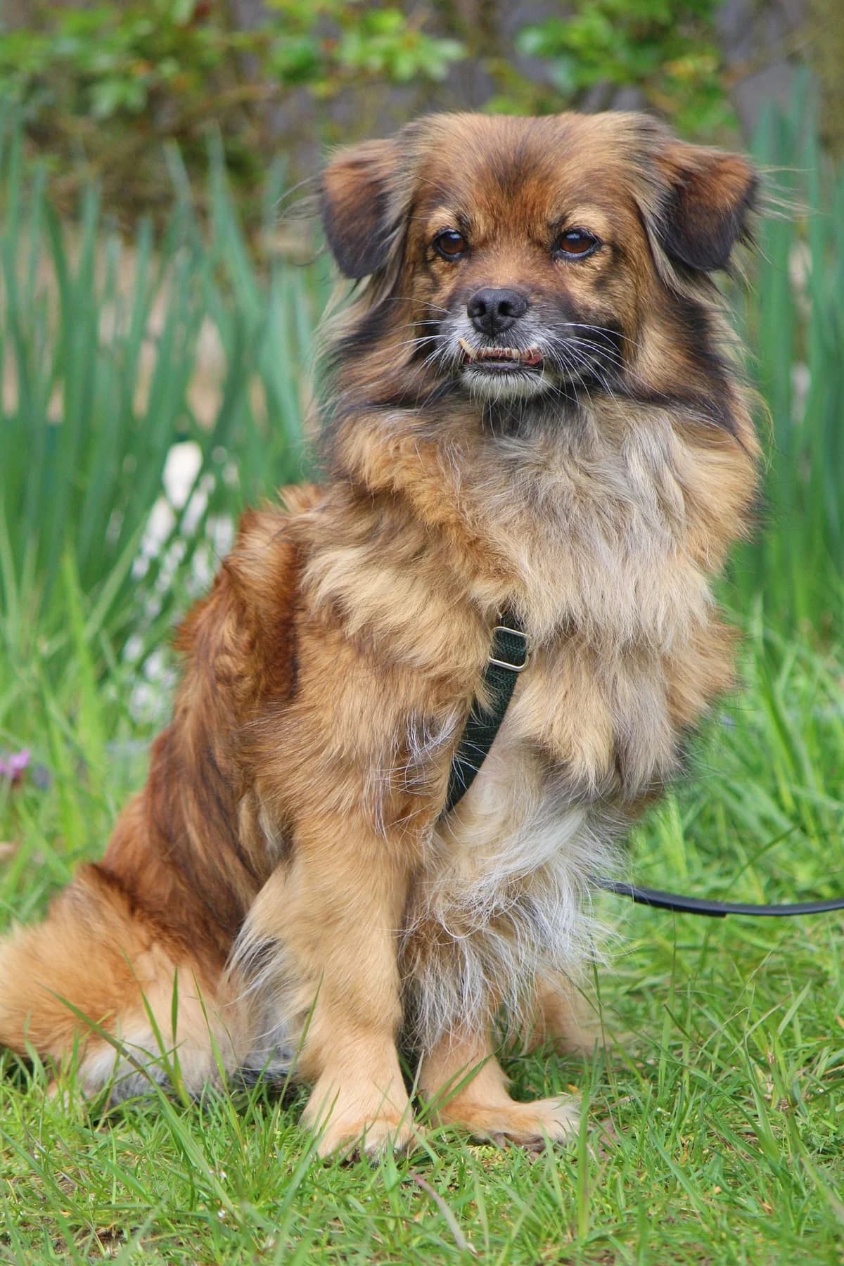 Emma, female senior Mixed Breed for adoption at Tierheim Herzsprung