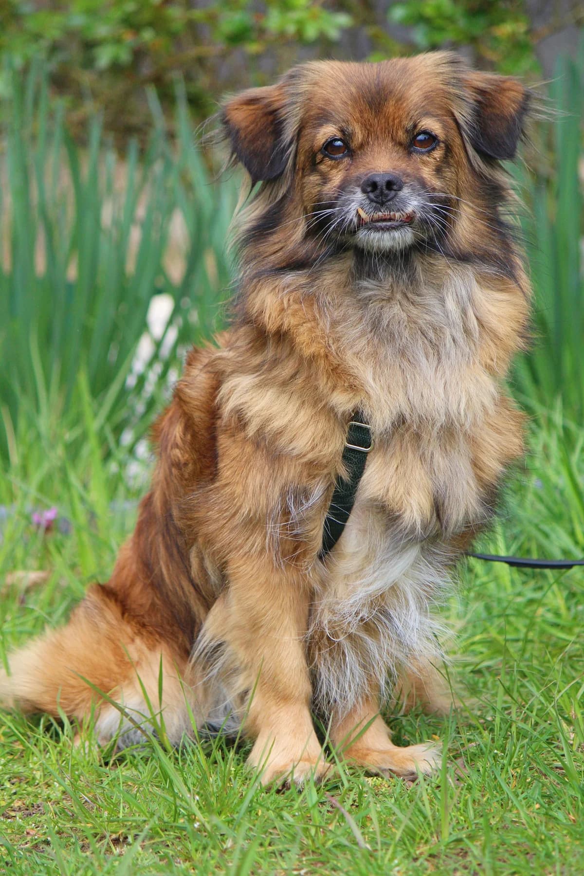 Emma, female senior Mixed Breed for adoption at Tierheim Herzsprung