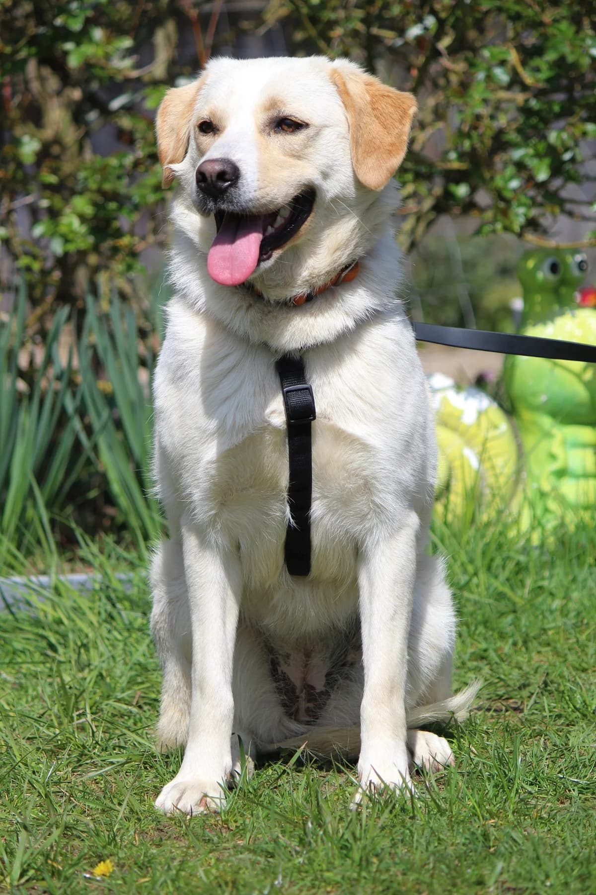 Esmeralda, female young Mixed Breed for adoption at Tierheim Herzsprung