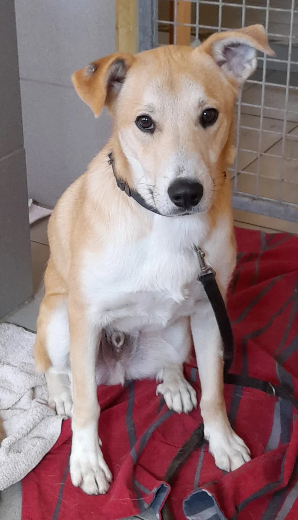 Felix, male young Mixed Breed for adoption at Tierheim Herzsprung